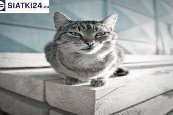 Siatki Olsztyn - Siatka na balkony dla kota i zabezpieczenie dzieci dla terenów Olsztyna