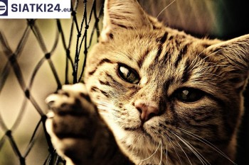 Siatki Olsztyn - Siatki na balkony - zabezpieczenie dzieci i zwierząt dla terenów Olsztyna